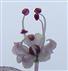  Bisexual Flower